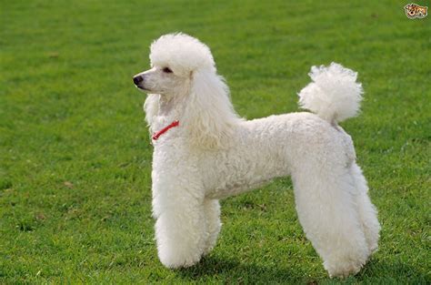 Miniature Poodle Dog Breed & Adoption Information 